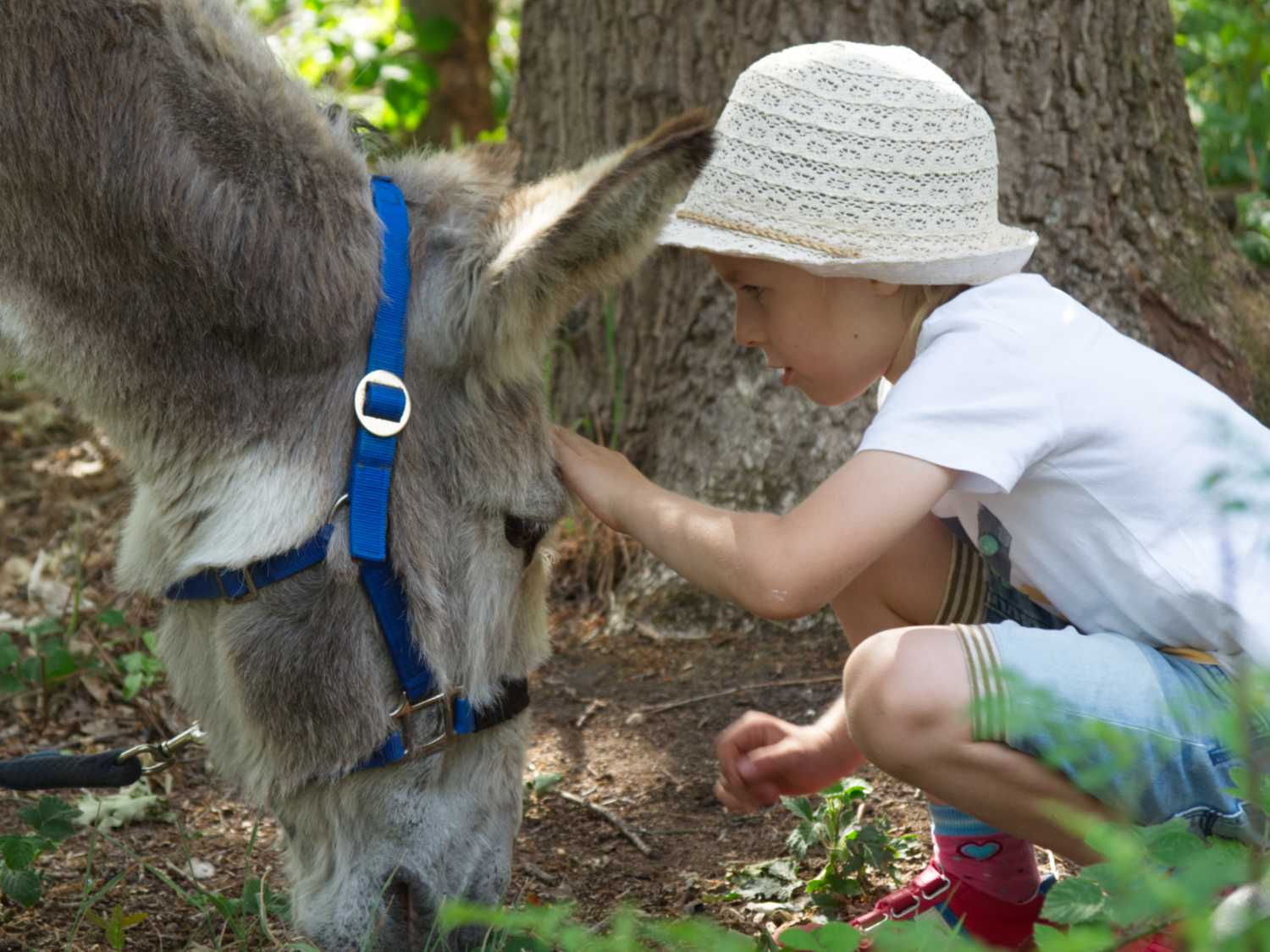 Eselwanderung in NRW: Lass die Finger davon, wenn du...